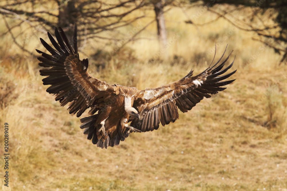 Obraz premium Griffon vulture - fly over the hills