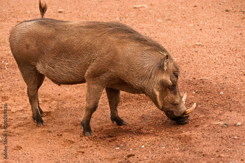 Fototapeta premium Warthog searching for minerals in the bare ground