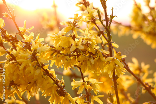 Goldener Frühling