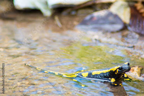 Salamander im Wasser photo