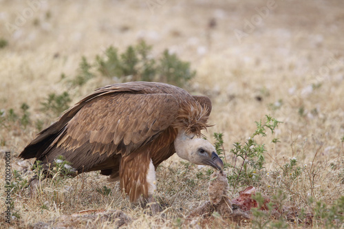 Griffon vulture - fly over the hills