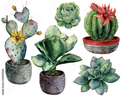 Watercolor set with cactus in a pot and flowers composition. Hand painted cereus, opuntia and echeveria with succulent isolated on white background. Illustration for design, print, fabric, background.