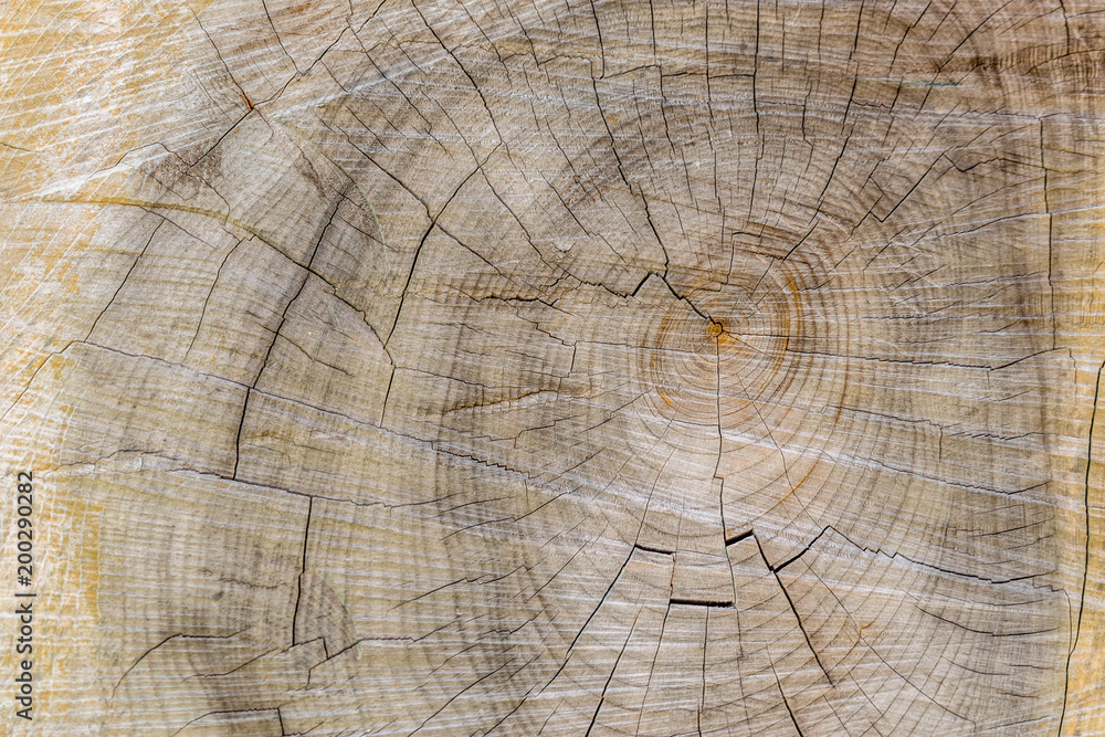 Fototapeta premium Cut through tree section with rings and cracks landscape