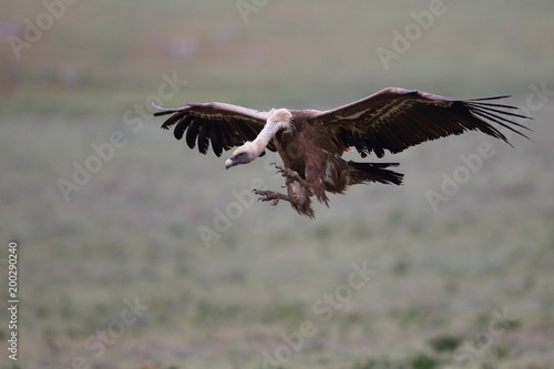 Griffon vulture - fly over the hills © Paolo