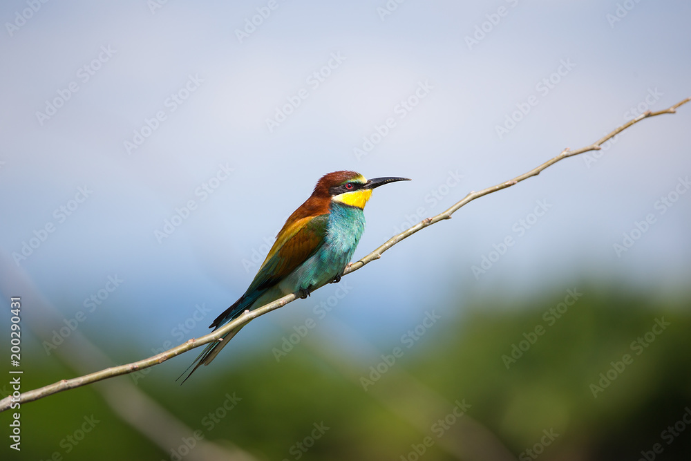 Obraz premiumEuropean Bee-eater (Merops apiaster), Isola della Cona, Monfalcone, Italy, Europe