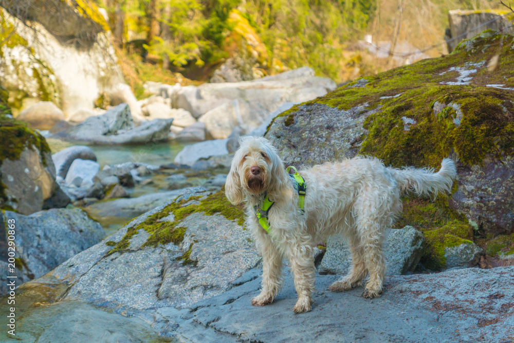 Curious white wire-haired breed dog spinone italiano walks along the mountain river with clean transparent water, Trentino, Italy, Europe