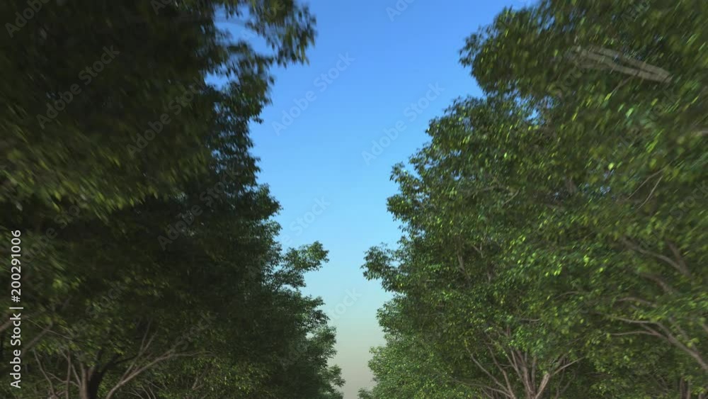 Loopable POV driving shot. Travelling along forest road motion background Loopable POV driving shot. Travelling along forest road motion background