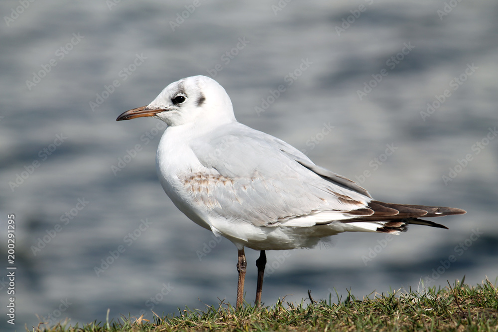 Black-headed gull (Chroicocephalus ridibundus) in juvenile plumage against blue water background Black-headed gull (Chroicocephalus ridibundus) in juvenile plumage against blue water background
