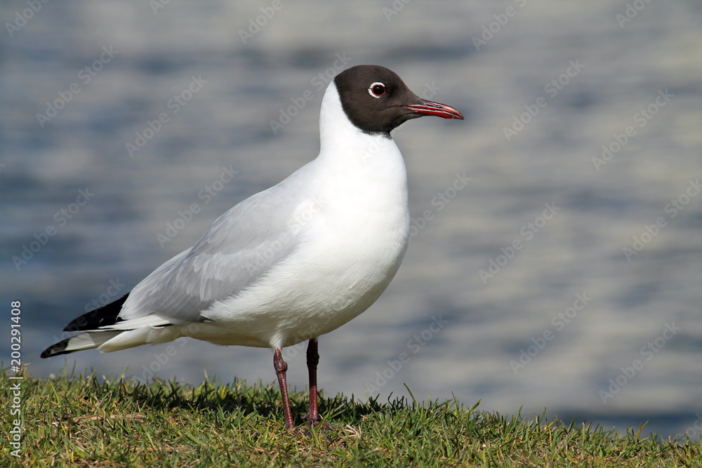 Black-headed gulls (Chroicocephalus ridibundus) in adult summer plumage against blue water background Black-headed gulls (Chroicocephalus ridibundus) in adult summer plumage against blue water background