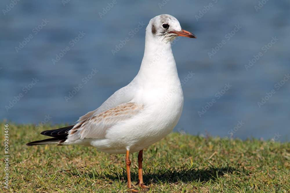 Black-headed gull (Chroicocephalus ridibundus) in juvenile plumage against blue water background Black-headed gull (Chroicocephalus ridibundus) in juvenile plumage against blue water background