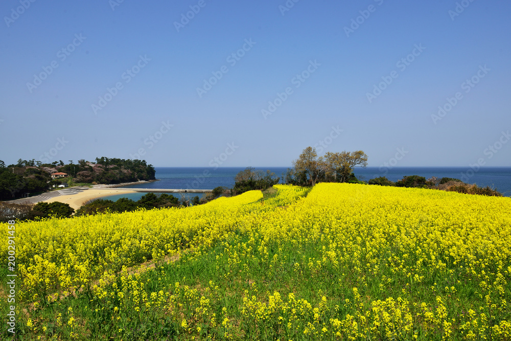 長崎鼻の菜の花