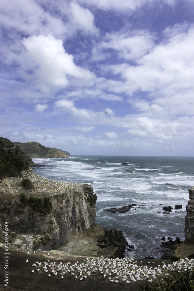 Gannet Colony muriwai seabirds near Auckland scenic sea view