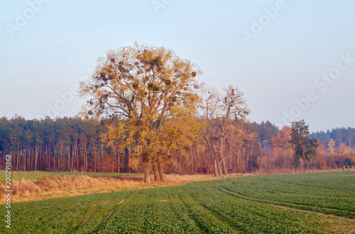 Rurallandscape in autumn in Poland.