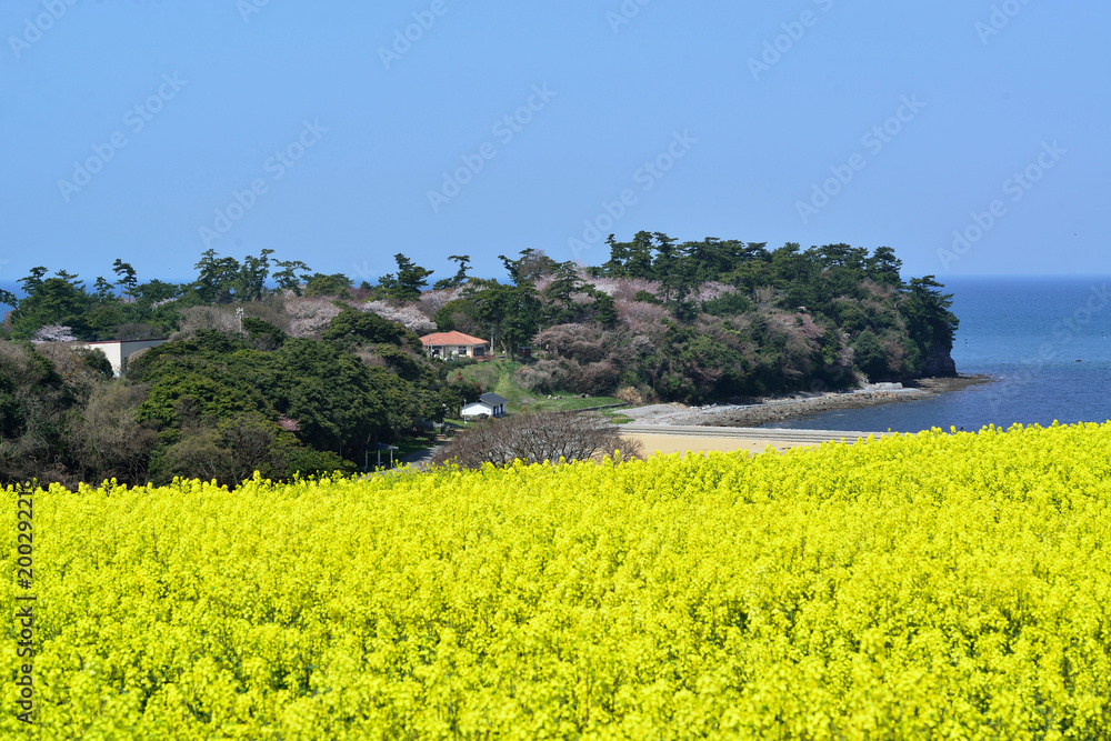 長崎鼻の菜の花 長崎鼻の菜の花