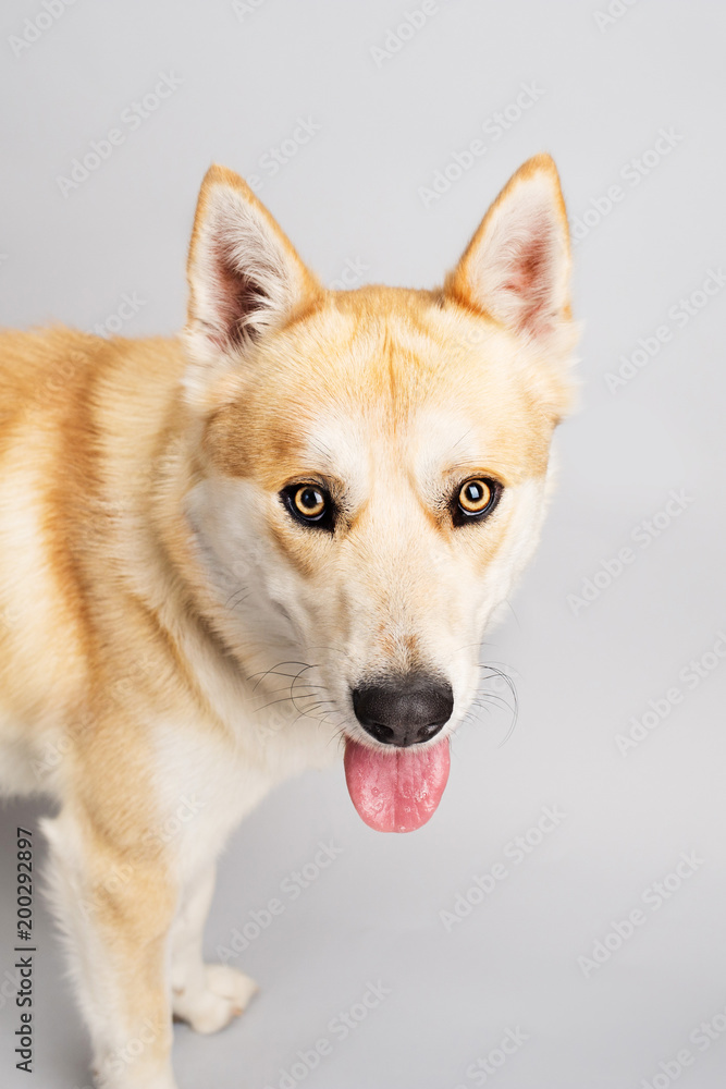 Beautiful Gold Husky Stock Photo Adobe Stock