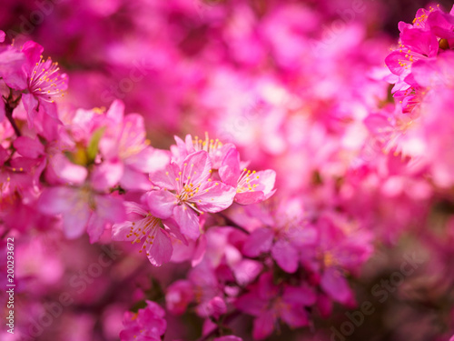 Red plum flowers with blur background © yeonghason