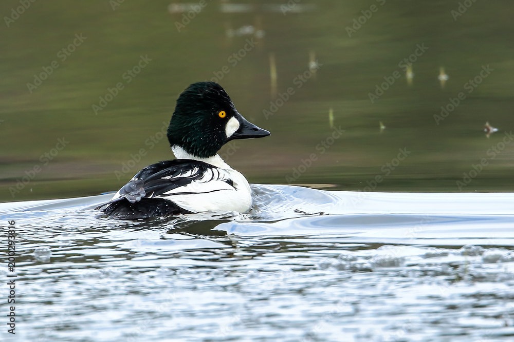 Common goldeneye swims in water.