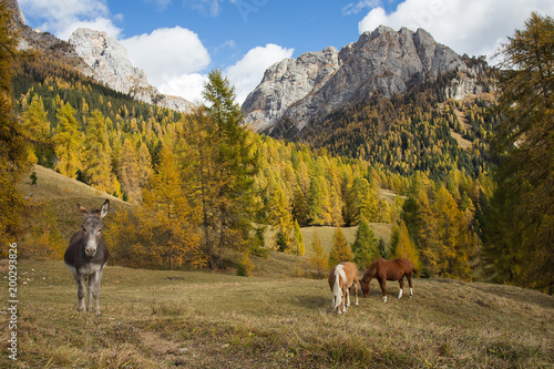 Horses and Donkey in Italian Dolomite mountain range - autumn colors