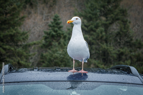 Herring gull stands on car.