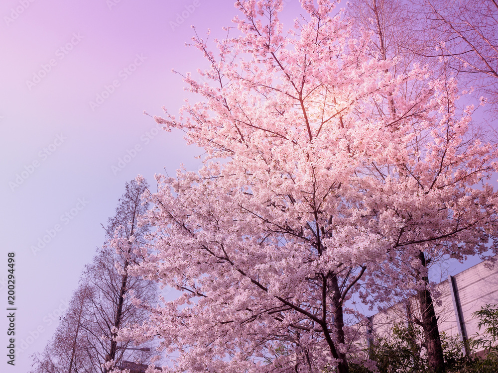 Beautiful cherry blossom sakura in spring Beautiful cherry blossom sakura in spring