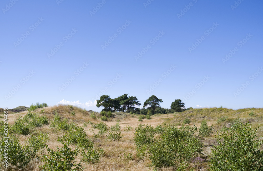 Laesoe / Denmark: Picturesque dune landscape in Klitplantage nature reserve