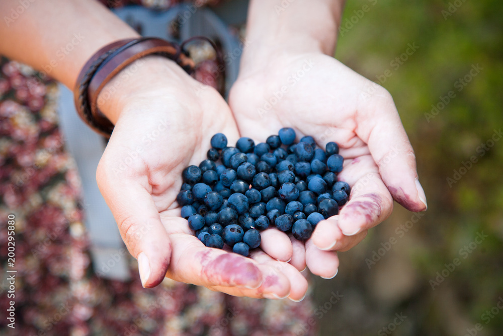 Fresh ripe blueberries in the woman hands. The concept of summer and outdoors. Fresh ripe blueberries in the woman hands. The concept of summer and outdoors.