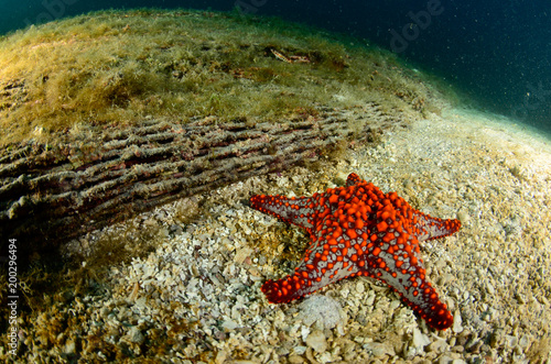 Starfish from the sea of cortez, mexico photo