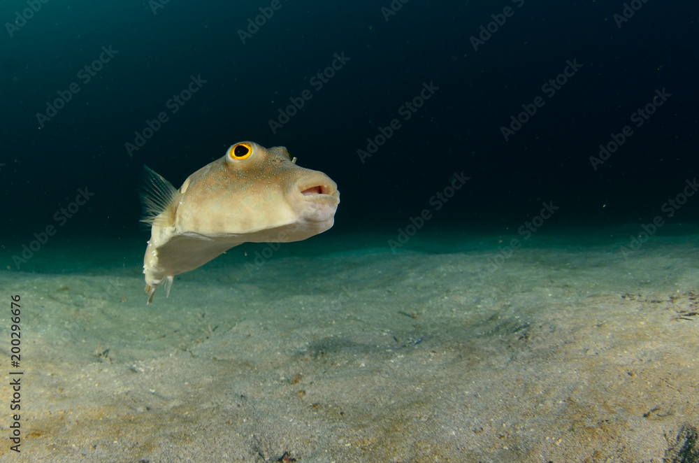 Fototapeta premium Reef fishes from the sea of cortez, mexico