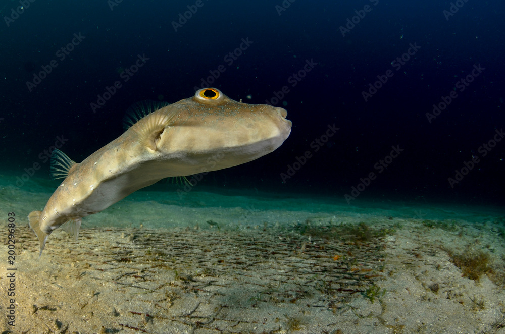 Obraz premium Reef fishes from the sea of cortez, mexico