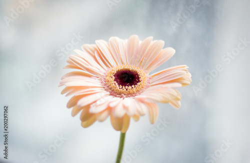 Single Pink Daisy