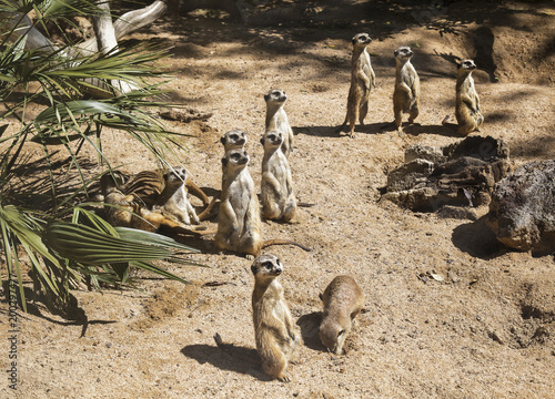 Fotografia Family of meerkats get warming in the morning sun