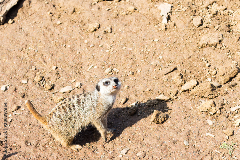 Obraz premium A large family meerkat is in a zoo