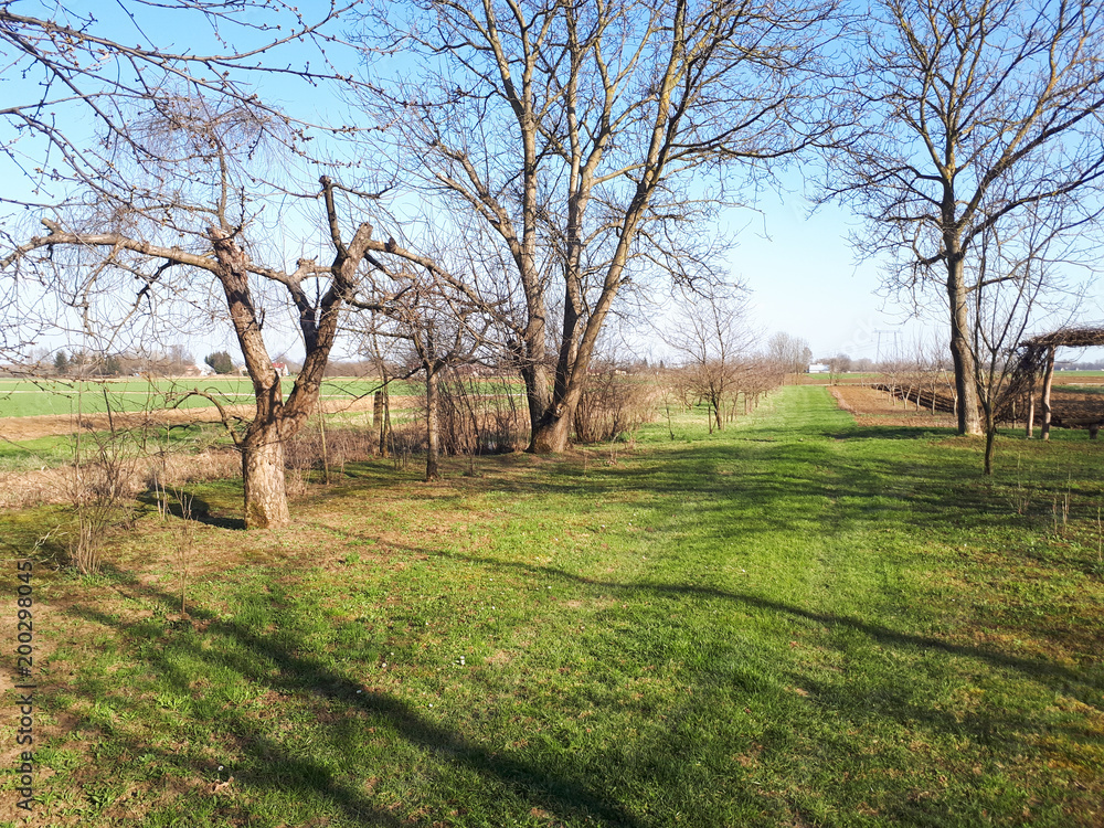 road, trees, green grass and arable fields road, trees, green grass and arable fields