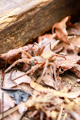 Wolf-spider in autumn season 