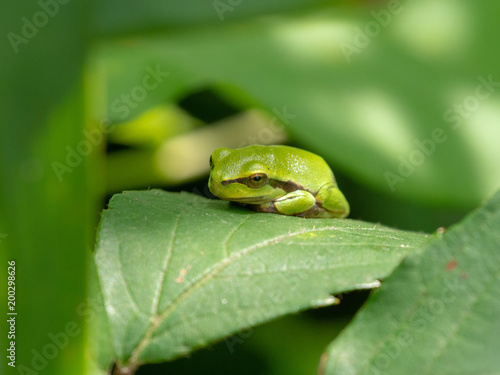 tree frog on a leaf