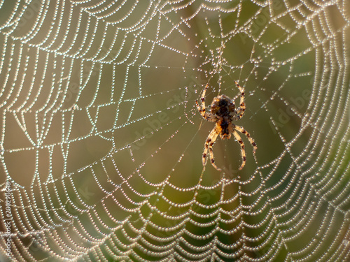 spider web covered in dew