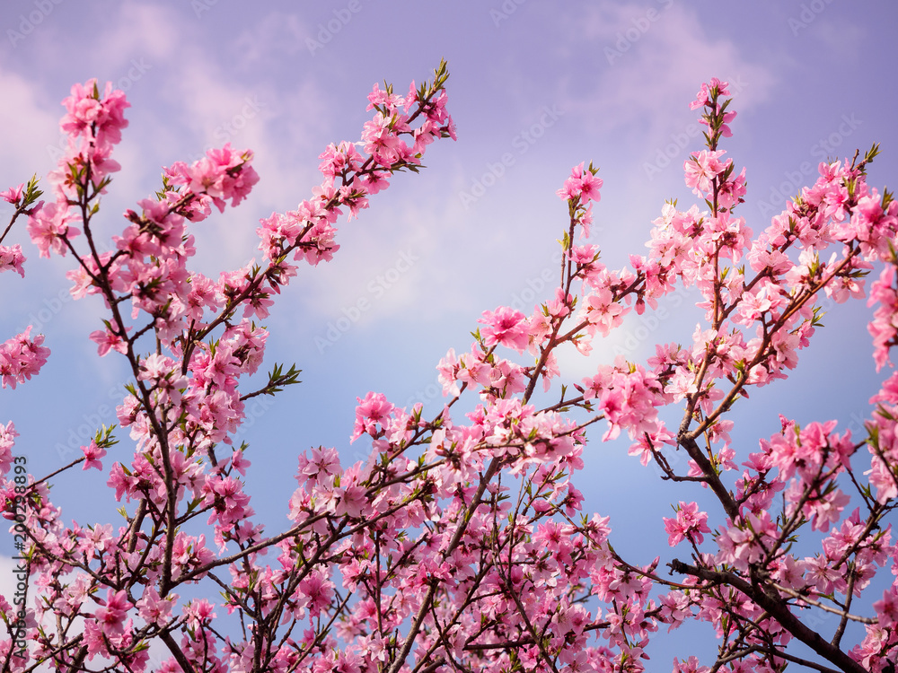 Beautiful cherry blossom sakura in spring Beautiful cherry blossom sakura in spring