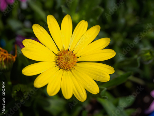 Beautiful yellow flowers