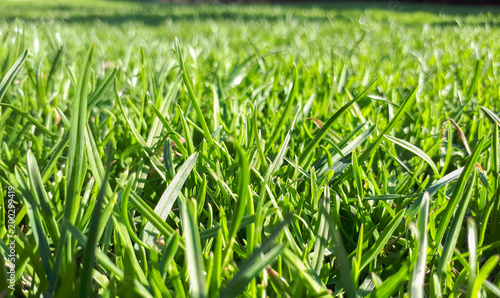 macro Fresh green grass background