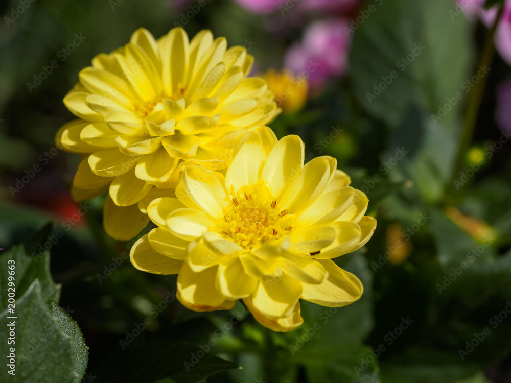 Field of colorful flowers in spring