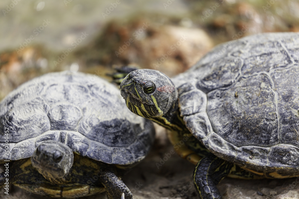 Trachemys scripta elegans, the red-eared terrapin Trachemys scripta elegans, the red-eared terrapin