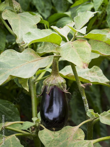 Ripe eggplant on vine