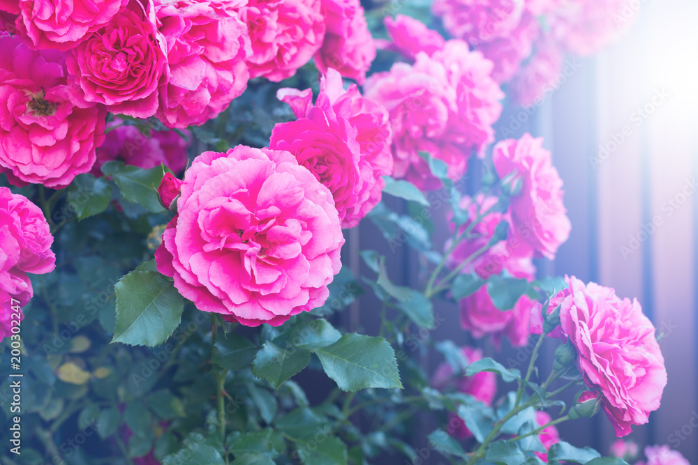 Dark pink roses in a garden. Rosarium Uetersen.