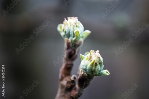 apple bud on an orchard in april 