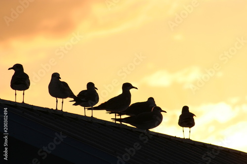 sunset gulls