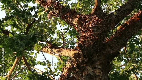 Bizarre monster tree with peeling flaky bark. Pterocarpus macrocarpus also known as Burma padauk.