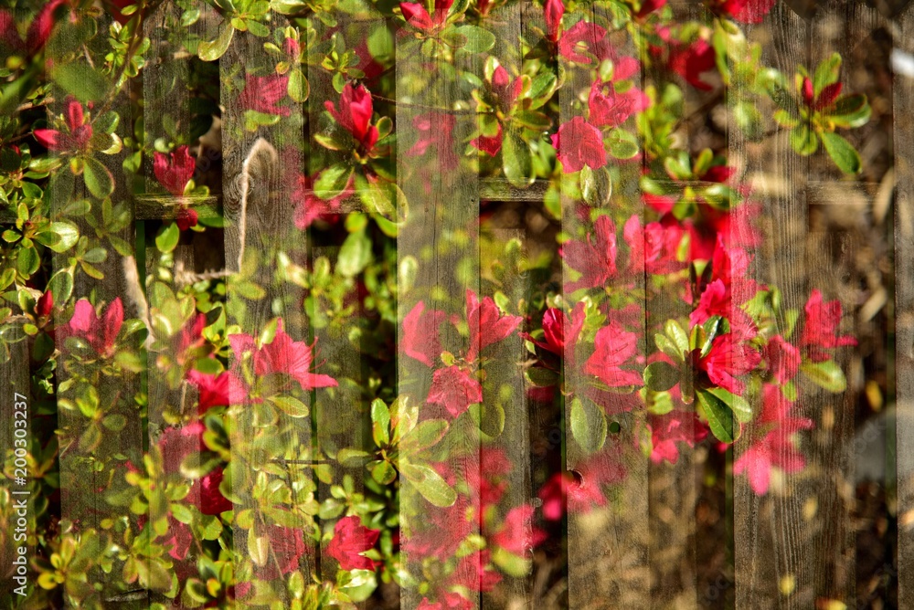 Naklejka premium Blossoms On Fence
