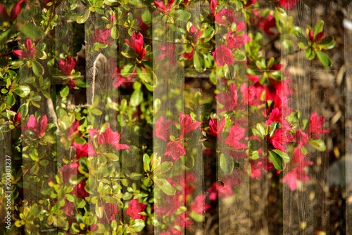 Blossoms On Fence