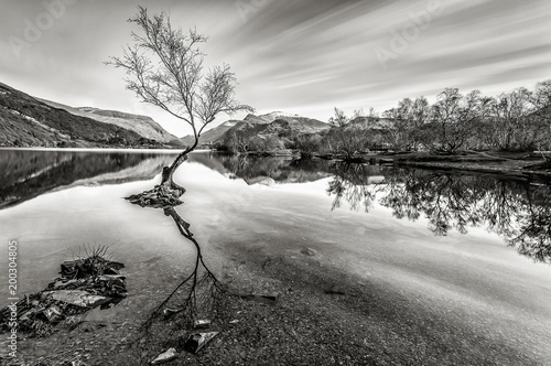 The Lone Tree