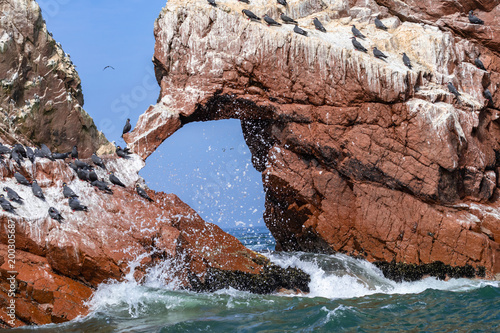 Inkaseeschwalben auf den Ballestasinseln vor Paracas in Peru - Region Ica photo